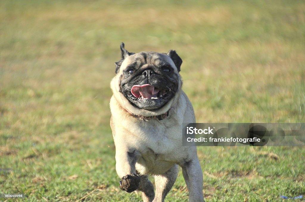 Счастливая собака бежит Pugg - Стоковые фото Бегать �роялти-фри