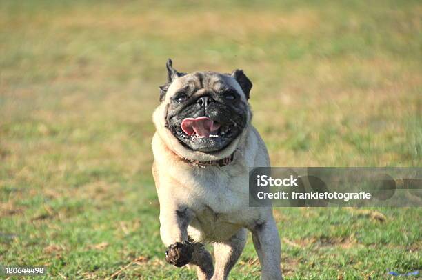 Счастливая Собака Бежит Pugg — стоковые фотографии и другие картинки Бегать - Бегать, Бегать трусцой, Белый