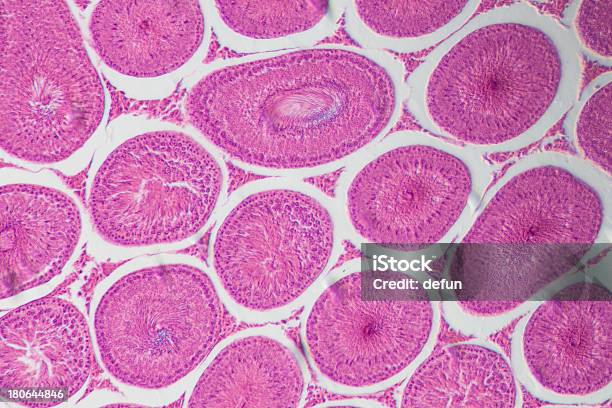 顕微鏡のセクション睾丸 Ts ティッシュペーパー - ヒト細胞のストックフォトや画像を多数ご用意 - ヒト細胞, 細胞組織, 顕微鏡