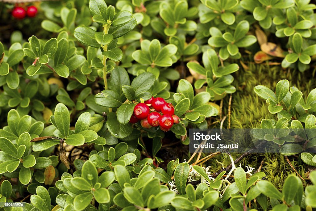 Wild Preiselbeer/Cowberry Pflanzen - Lizenzfrei Abnehmen Stock-Foto