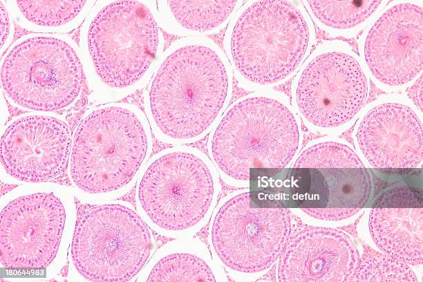 Photo libre de droit de Microscopique Section Du Testicule Ts Tissus En Profondeur banque d'images et plus d'images libres de droit de Accouplement animal