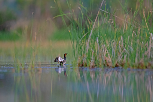 Little Grebe (Tachybaptus ruficollis) in the lake among the reeds.