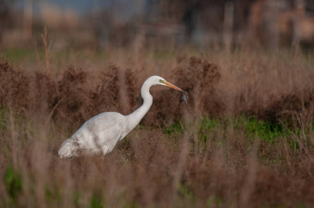 istock Great egret, Ardea alba is being hunted. The heron eats mice. 1806463824