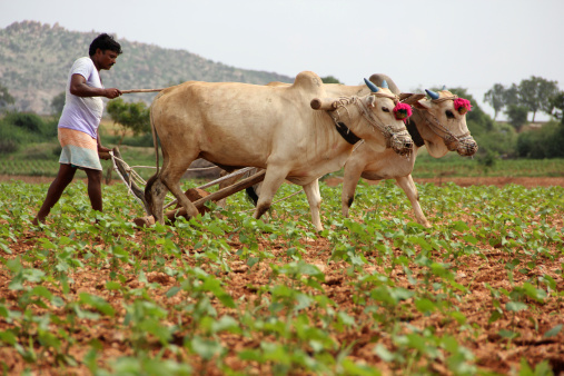 Indian Farmer Plowing in cotton field 
