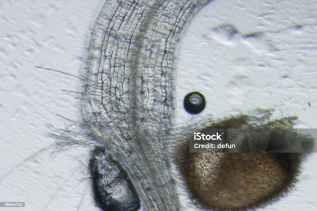 공장요 arabidopsis thaliana 루트 조직 micro - 로열티 프리 뿌리 스톡 사진