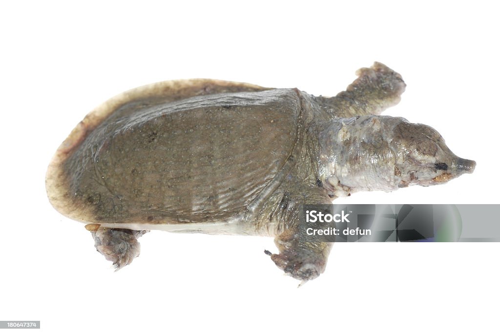 turtle mort de white spot maladie - Photo de Animal mort libre de droits