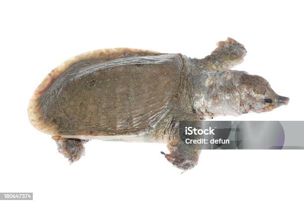 Photo libre de droit de Turtle Mort De White Spot Maladie banque d'images et plus d'images libres de droit de Animal mort - Animal mort, Aquaculture, Blanc