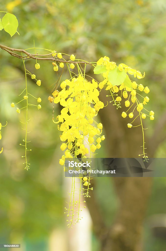 Flor dorada o Cassia fístula - Foto de stock de Canela - Especia libre de derechos