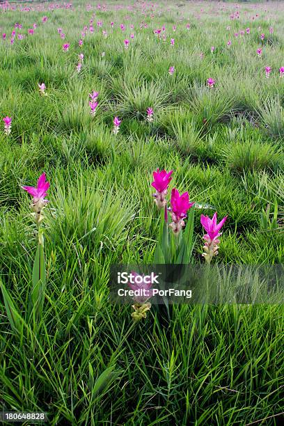 Siam Tulipa Florderosa - Fotografias de stock e mais imagens de Ao Ar Livre - Ao Ar Livre, Beleza natural, Botânica - Ciência de plantas