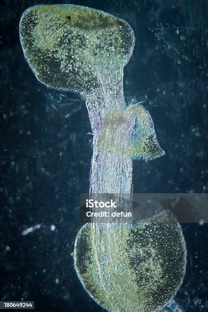 Arabidopsis Thaliana Tecido De Raiz De Micro - Fotografias de stock e mais imagens de Célula-tronco - Célula-tronco, Raiz, Tecnologia