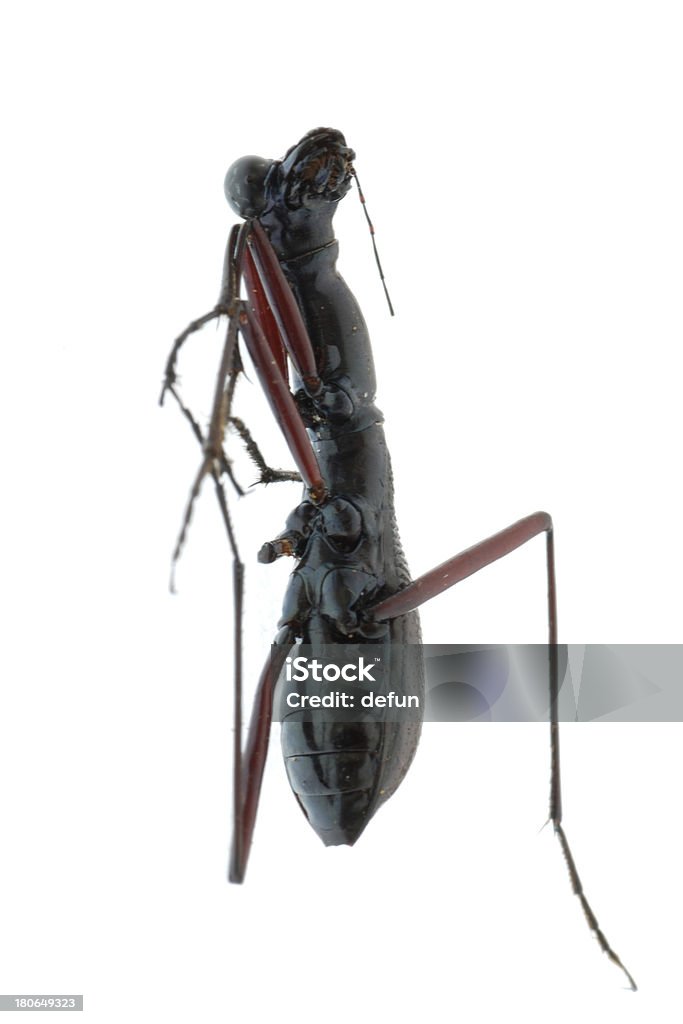 Insekt ant Käfer Isoliert - Lizenzfrei Abstrakt Stock-Foto