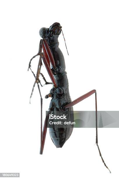 Insekt Ant Käfer Isoliert Stockfoto und mehr Bilder von Abstrakt - Abstrakt, Ameise, Ausgedörrt