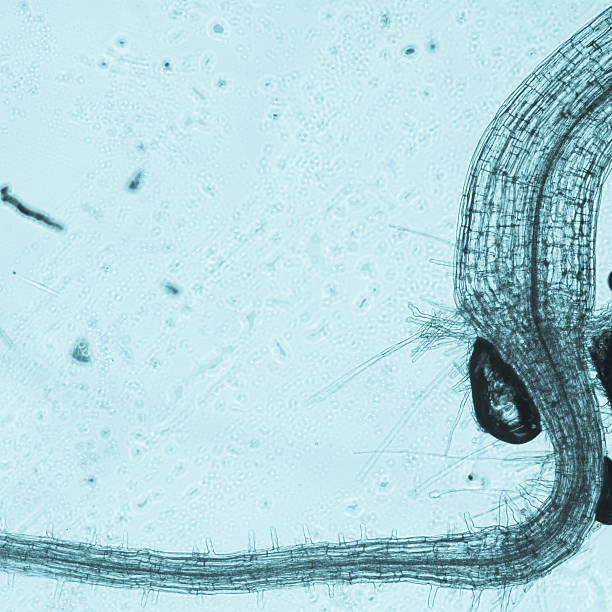 プラント arabidopsis thaliana 根本的ティッシュペーパーマイクロ - arabidopsis thaliana ストックフォトと画像