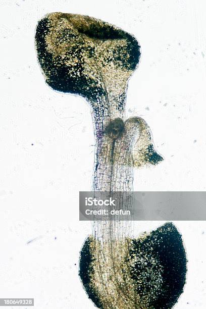 プラント Arabidopsis Thaliana 根本的ティッシュペーパーマイクロ - テクノロジーのストックフォトや画像を多数ご用意 - テクノロジー, バイオテクノロジー, マクロ撮影