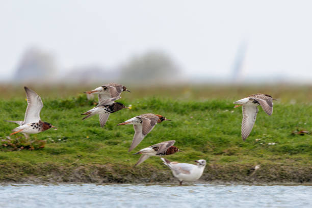 Flock of ruff birds flying in a typical Dutch landscape