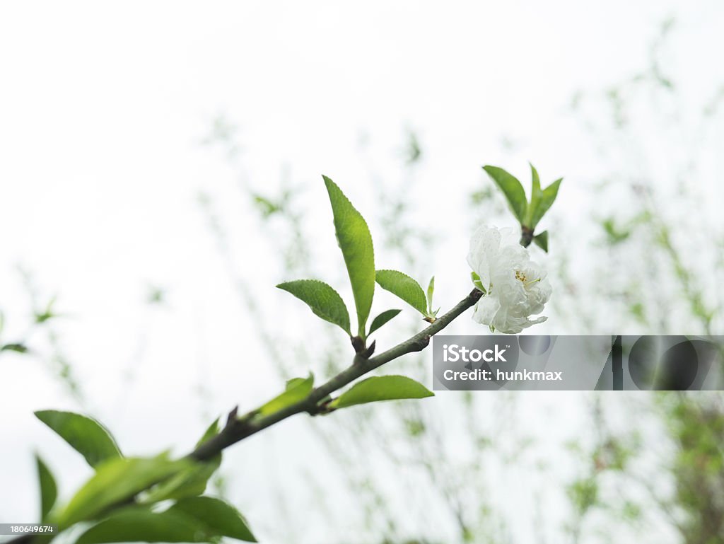 Крупный план персик цветы белый - Стоковые фото Ароматический роялти-фри