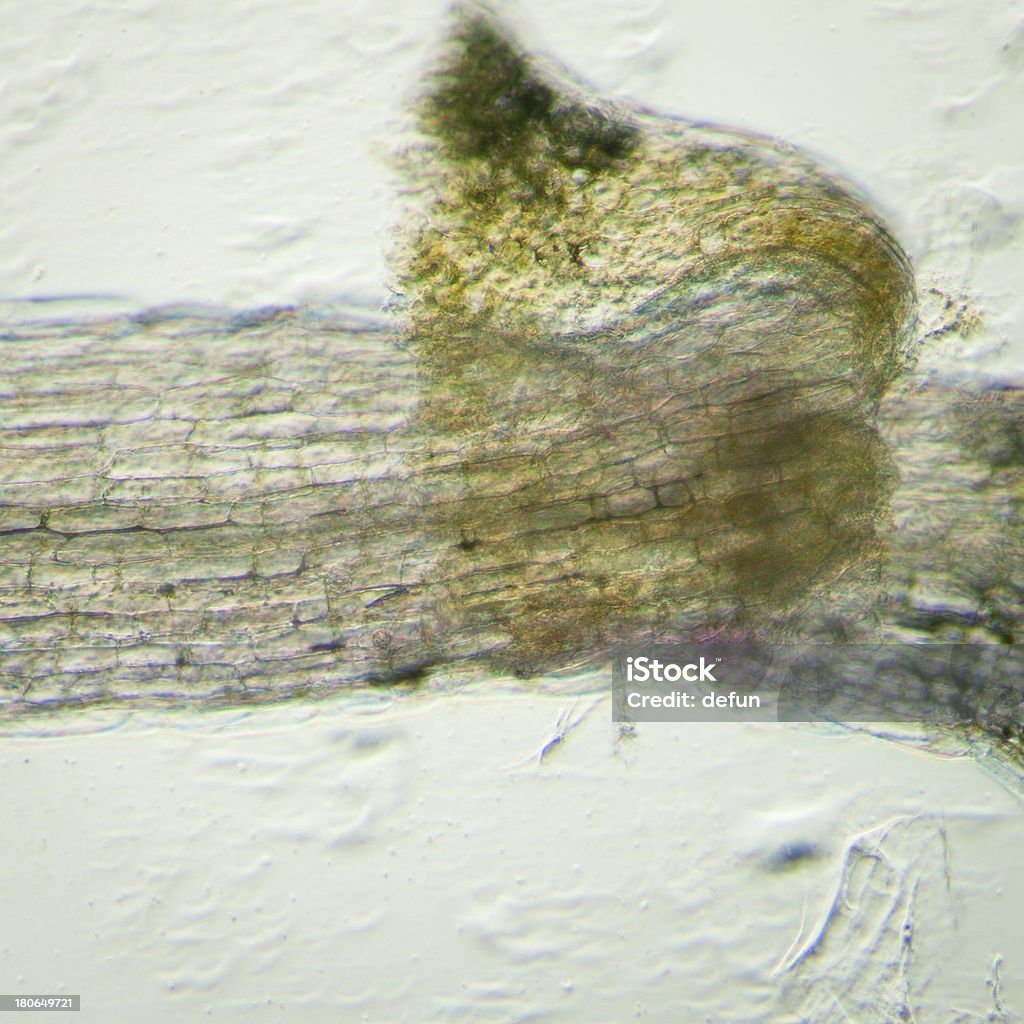 Planta arabidopsis thaliana fondo tejido horno de microondas - Foto de stock de Microscopio libre de derechos