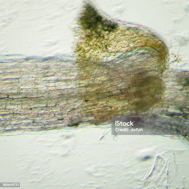 Planta Arabidopsis Thaliana Fondo Tejido Horno De Microondas Foto de stock y más banco de imágenes de Microscopio