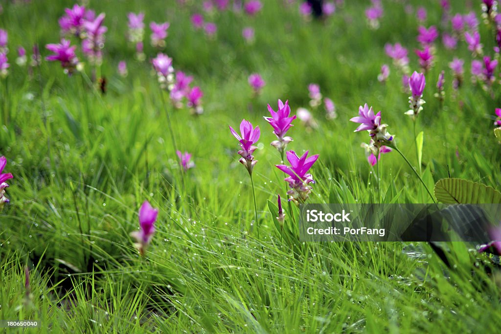 Fiore Tulipano Rosa Siam - Foto stock royalty-free di Albero
