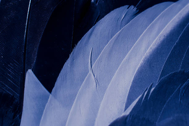 istock blue feather pigeon macro photo. texture or background 1806508207