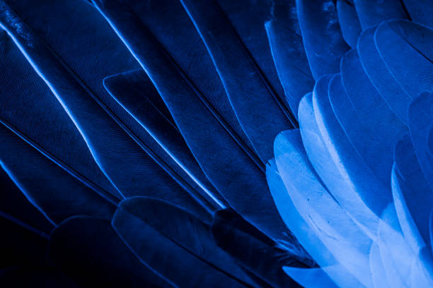 blue feather pigeon macro photo. texture or background