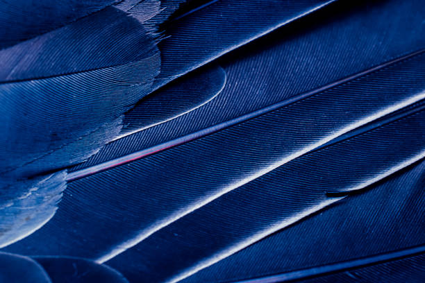 istock blue feather pigeon macro photo. texture or background 1806508213