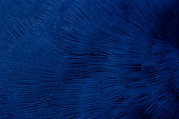 istock blue feather pigeon macro photo. texture or background 1806508216