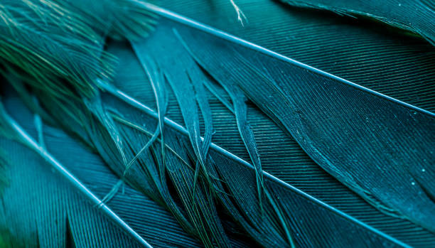 istock green feather bird macro photo. texture or background 1806508737
