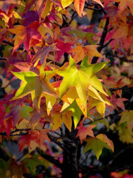 istock Selective focus of liquidambar (sweetgum tree) leafs with blurred background - autumnal bakground 1806520534