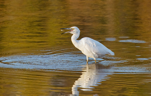 Little Blue Heron, a rarely seen juvenile all white bird, catches a small fish in a pond in a southern Ontario, Canada