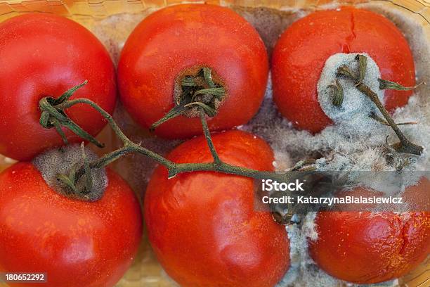 Moldy Tomates - Fotografias de stock e mais imagens de Antigo - Antigo, Apodrecer, Branco