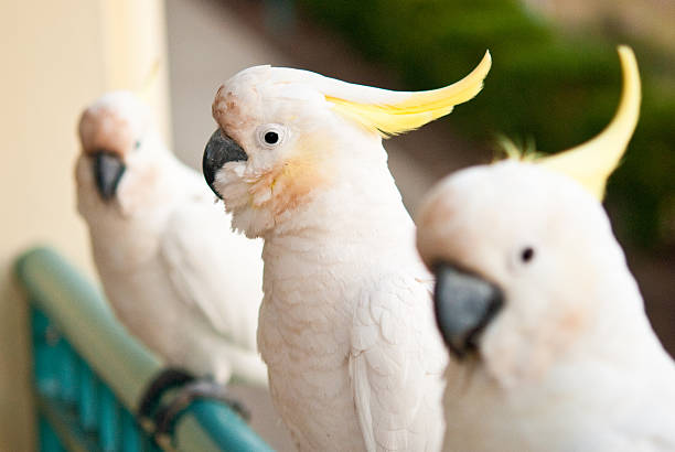 istock Sulphur-crested cockatoos 180652322