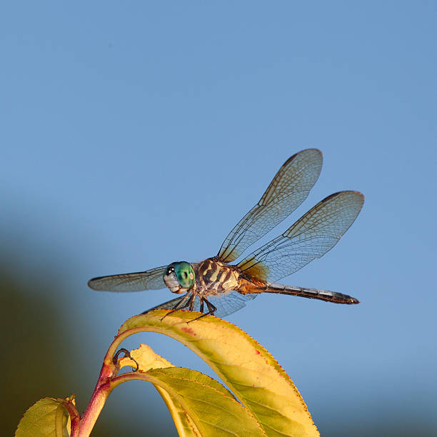 グリーンドラゴンフライ - wing dragonfly animal eye blue ストックフォトと画像