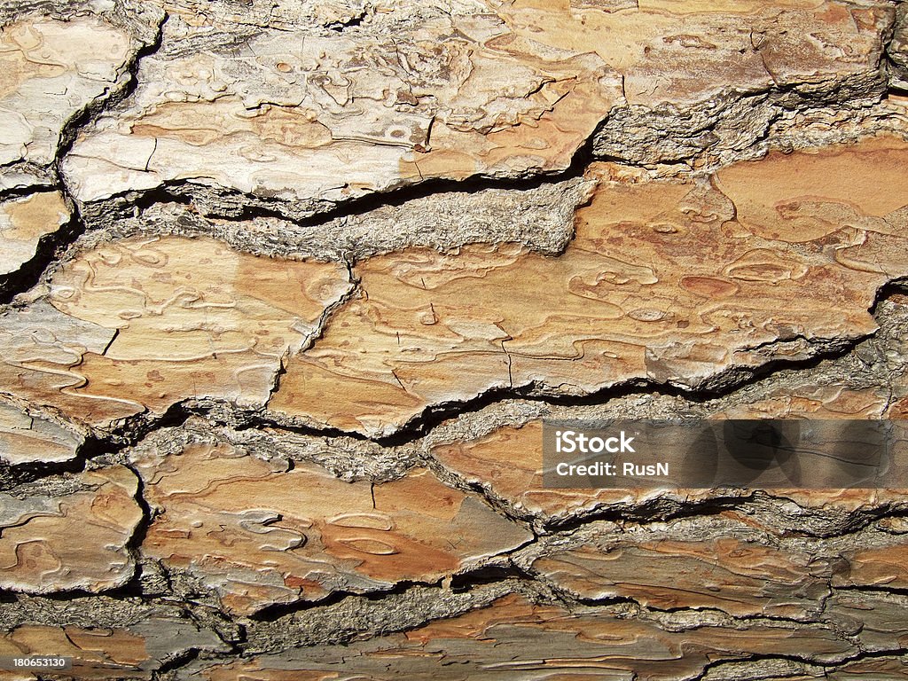 bark de madera - Foto de stock de Abstracto libre de derechos