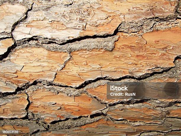 Bark De Madera Foto de stock y más banco de imágenes de Abstracto - Abstracto, Agricultura, Carpintero