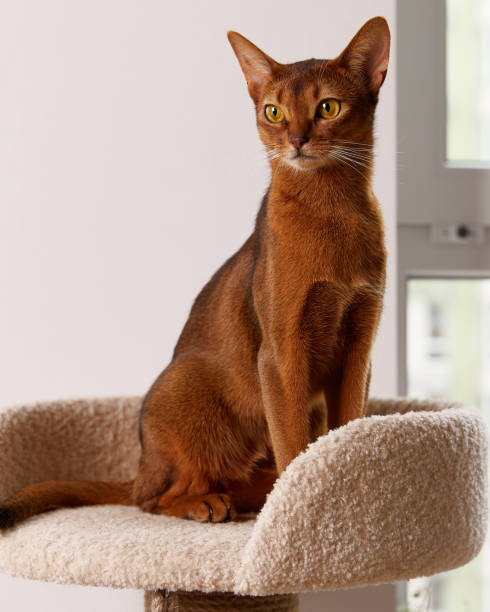 istock Abyssinian young cat sitting at tower. Beautiful purebred short haired kitten 1806547680