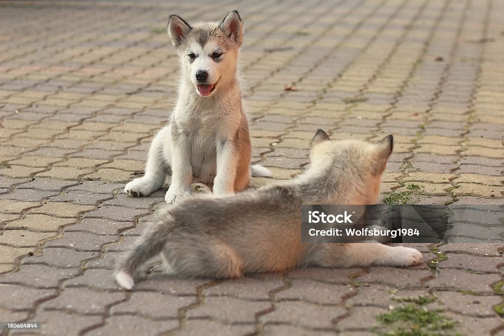 Dois puppys - Foto de stock de Amizade royalty-free