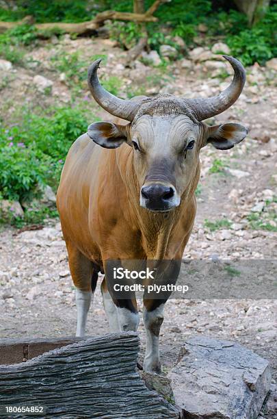 Отдыхать Banteng — стоковые фотографии и другие картинки Banteng Скот - Banteng Скот, Азия, Без людей