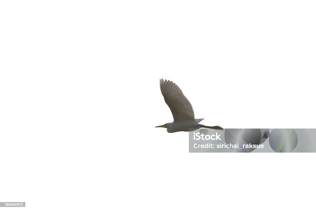 Reihergattung Egretta isoliert auf Hintergrund - Lizenzfrei Eleganz Stock-Foto