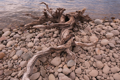 Brown, weathered and textured driftwood surrounded by gravel, river rocks, sand and dirt within Grand Teton National Park.  Background of woods and one photo at waters edge.