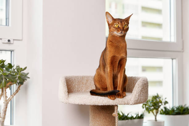 istock Abyssinian young cat sitting at tower. Beautiful purebred short haired kitten 1806551022