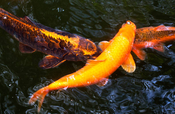 istock Koi carps in a pond 180655518