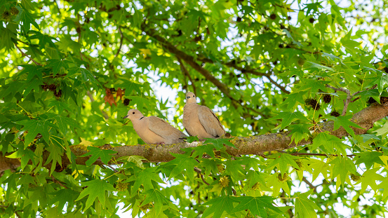 couple of eurasian collared doves (Streptopelia decaocto) perched on a sweetgum branch