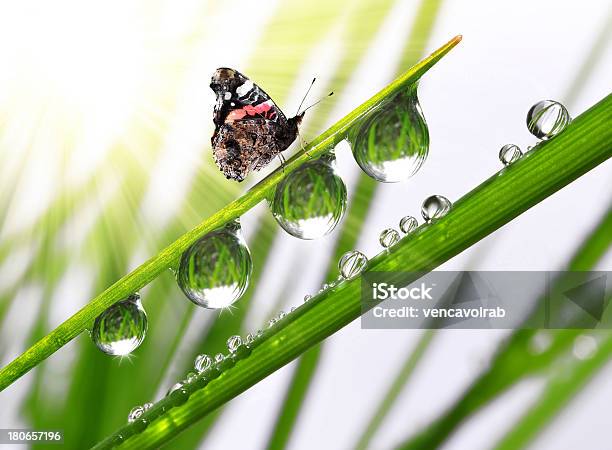 Rocío Y La Mariposa Foto de stock y más banco de imágenes de Agua - Agua, Aire libre, Animal