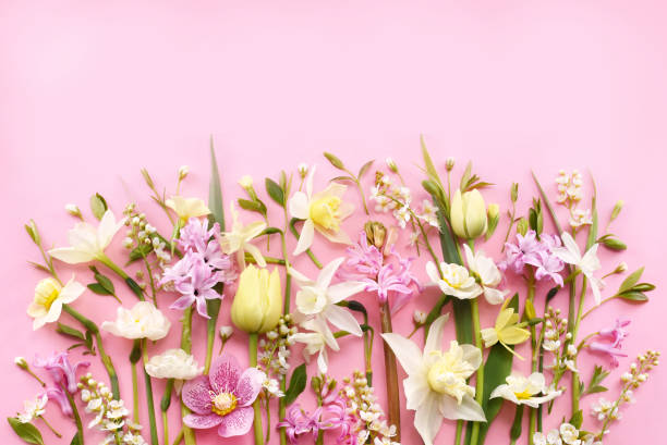 istock Blossoming white and light yellow daffodils, pink hyacinths and spring flowers festive background, bright springtime bouquet floral card 1806574614