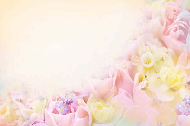 istock Blossoming white and light yellow daffodils and spring flowers festive background, bright springtime bouquet floral card 1806575672
