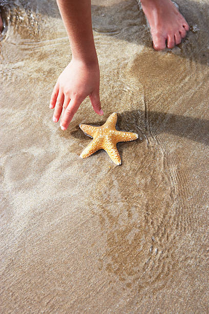istock Girl Discovering Starfish On Beach 180657615