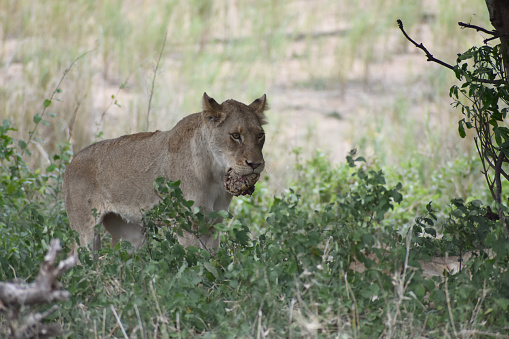 Juvenile male lion with tortoise shell in jaws, Kruger National Park