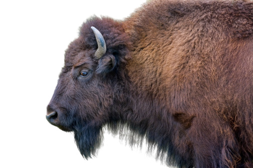 A mighty bison (breeding animal) in a cattle pasture.