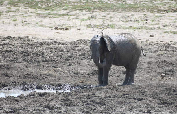 молодой слон играет в грязевой ванне в жаркий солнечный день в национальном парке крюгера - blom стоковые фото и изображения